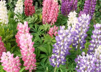 lupine-minigalleryextramix-2.jpg