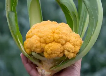 cauliflower-jaffa-2.jpg