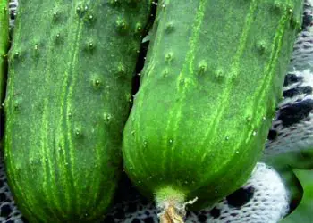 picklingcucumber-regal-f1-2.jpg