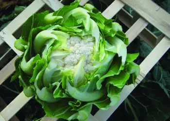 cauliflower-optimist-f1-2.jpg