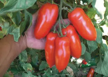tomato-giulietta-f1-1.jpg