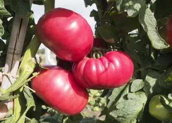 tomato-buffalopink-f1-1.jpg