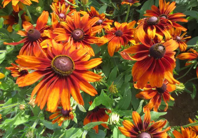 rudbeckia cappuccino (4).jpg