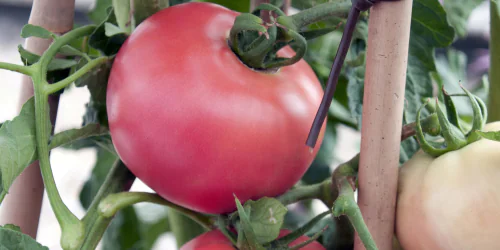 mildiou tomate.png