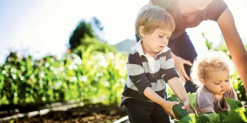 iStock_000044780084_Large_Family_Harvesting Fresh_.jpg
